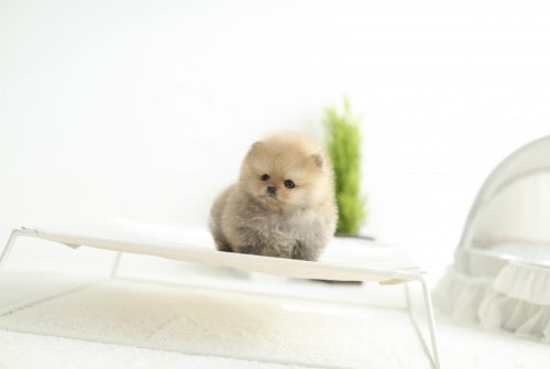 Cute Teacup Pomeranians $550 Each
