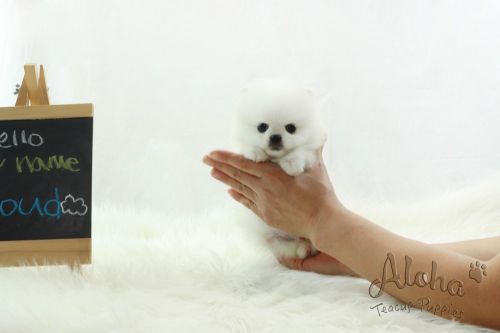 [Cloud]Teacup Toy Pomeranian for sale