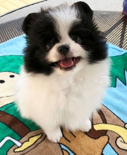 We Have 5 CKC Pomeranian Puppies