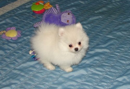Amazing Pomeranian puppies