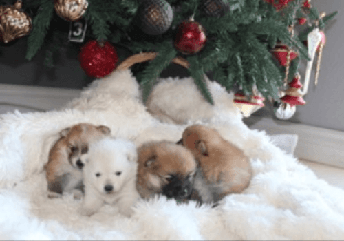 Pomeranian puppies