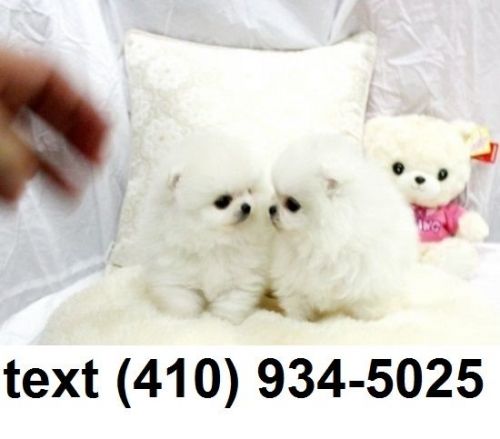 Exceptional Pomeranian puppies