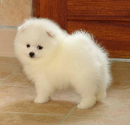 Cute male Pomeranian puppy (***) ***-***1