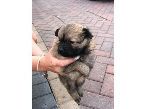 Cute Pomeranian puppies