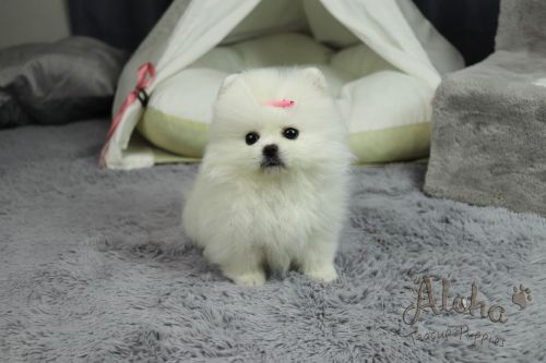Teacup Toy Pomeranian Puppies For Sale - Cartier