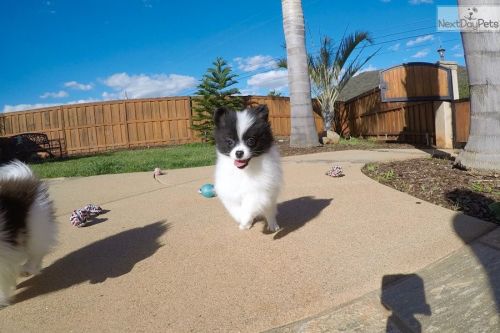 AKC Pomeranian Pups for sale