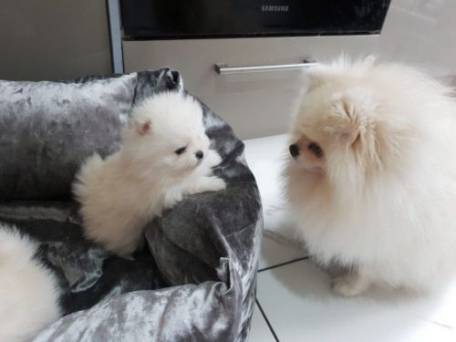 **pomeranian Kc Reg For Stud Only**