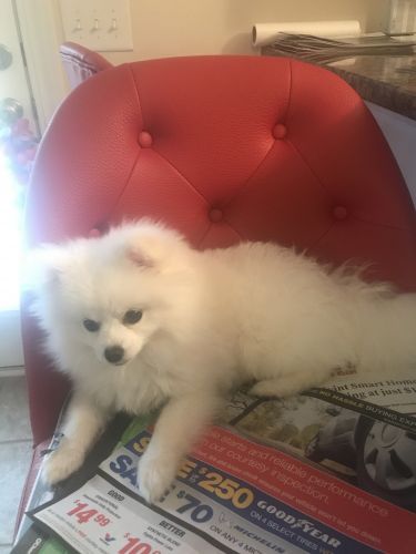 white pomeranian puppy