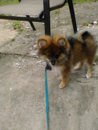Pommaranian puppies for sale from loving home