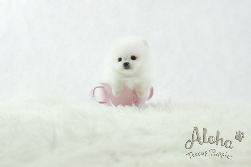 Mini Teacup Pomeranian Puppies For Sale [Macchiato]