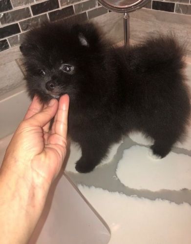 Gorgeous Pomeranian Puppies Available