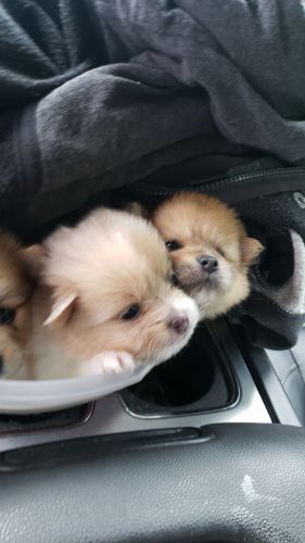 Pomeranian/pekinguese puppies