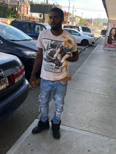 Puppy pomeranian mix