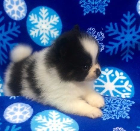 Sweet and Great Puppies of Pomeranian for sale