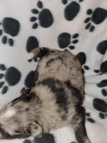 Merle Pomeranian Puppies