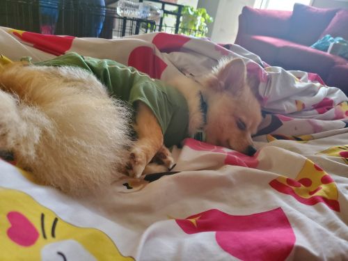 One year old Pomeranian for Sale