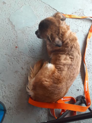 pomeranian mix breed