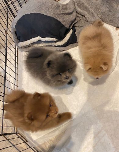 Stunning Pomeranian Puppies