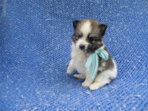 Fluffy Pomeranian Puppies