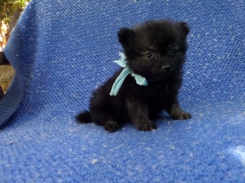 Fluffy Pomeranian Puppies