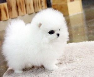 Teacup Pomeranian Puppies
