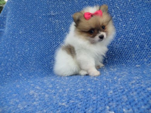 Fluffy Pomeranian Puppies