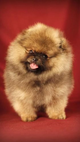 Available Pomeranain puppies