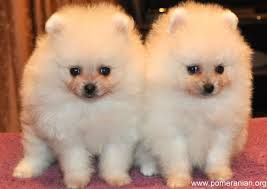 Cachorros AKC Pomerania registrados