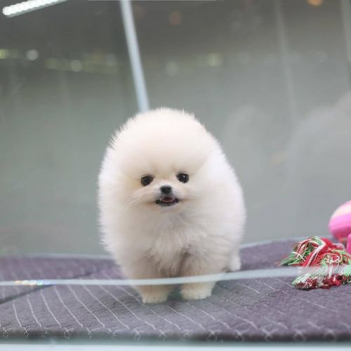 Teacup Pomeranian pups for sale