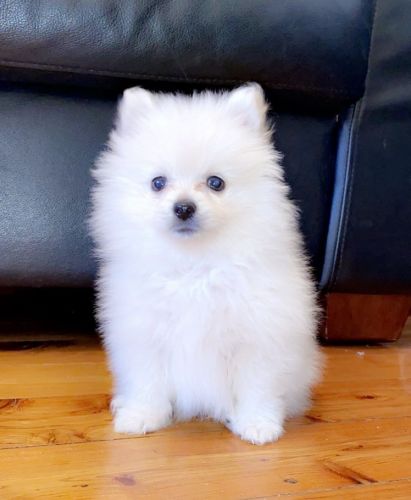 POMERANIAN PUPPIES FOR SALE