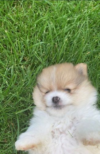 Blondie Male Pomeranian Puppy