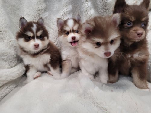 Michigan Pomsky PUPPIES!