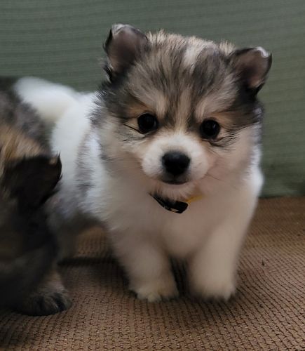 Christmas Pomskies born 10-20-22 call *** *** ***6