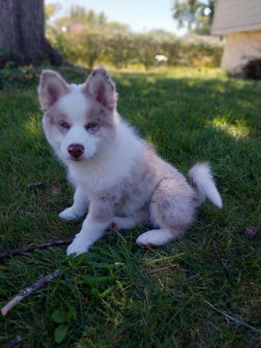 Adorable Pomsky Puppy - Rocket-REDUCED