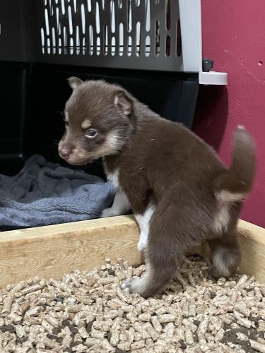 F2 Chocolate, Tan & White Male Pomsky