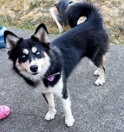 Adorable Pomsky