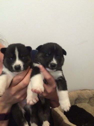 Beautiful pomsky puppies ready