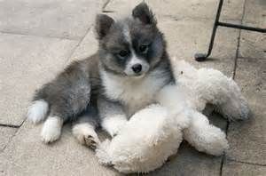 Pomsky Puppies for sale in Walnut, CA, USA. price: NA