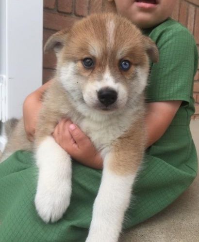 Pomsky Puppies for sale in California St, San Francisco, CA, USA. price: NA