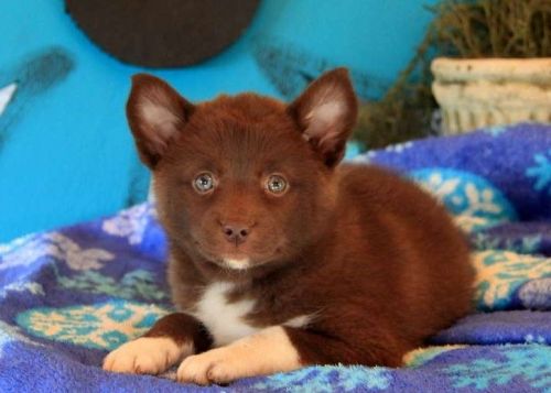 Pomsky Puppies for sale in 902 Washington Ave, Houston, TX 77002, USA. price: NA