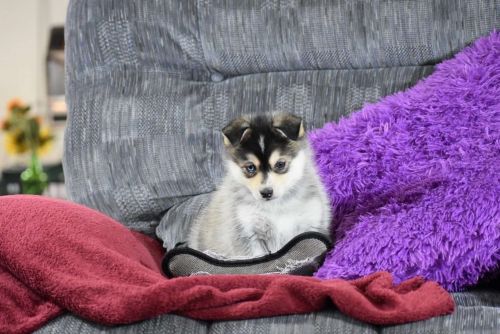 Pomsky Puppies for sale in Anchorage, AK, USA. price: NA