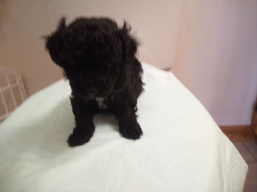 Tiny toy poodle