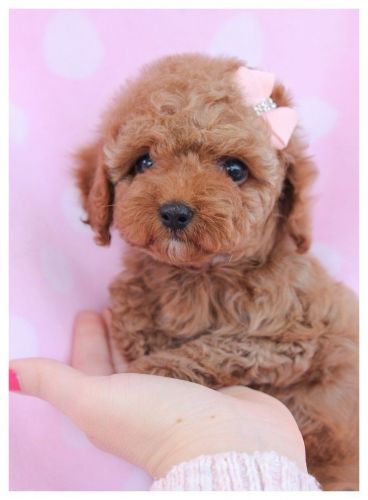 Poodle Puppies for sale in Los Angeles, CA, USA. price: $600