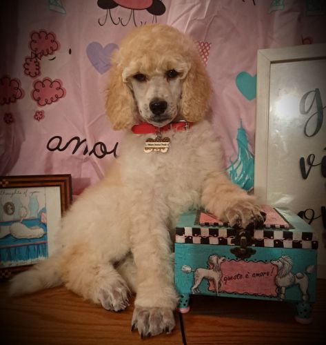 AKC STANDARD POODLES