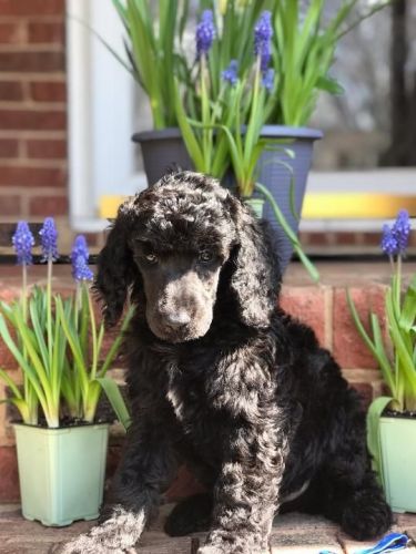 Poodle Puppies for sale in Charlotte, NC, USA. price: $700