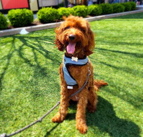 Mini Irish doodle ( VERY CUTE AND LOVING)