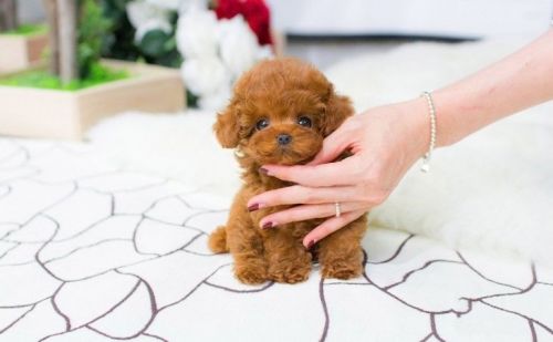 Poodle Puppy for sale.