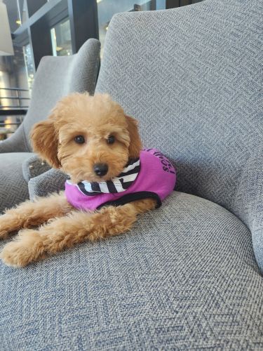 Female,calm,trained'very kind,she loves to play she listen to you.