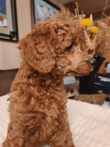 Standard Poodle Puppies
