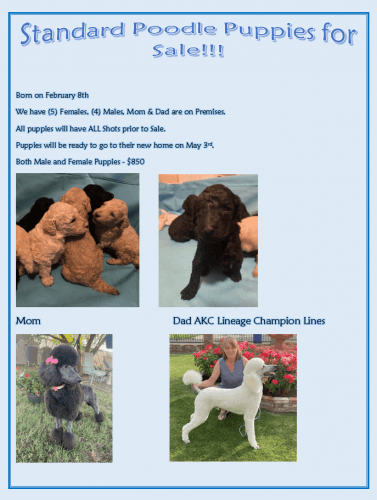 Standard Poodle Puppies